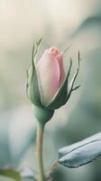 Graceful pink rose just beginning to blossom photo