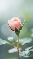 Elegant pink rosebud, a gentle floral charm photo