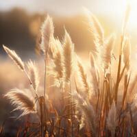 Abstract natural background of soft plants Cortaderia selloana. Pampas grass on a blurry bokeh, Dry reeds boho style. Fluffy stems of tall grass. photo