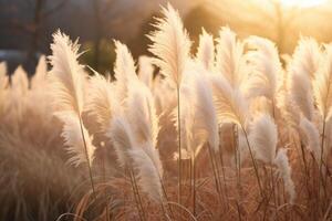 Abstract natural background of soft plants Cortaderia selloana. Pampas grass on a blurry bokeh, Dry reeds boho style. Fluffy stems of tall grass. photo