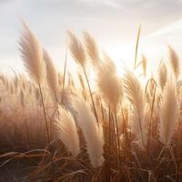 Abstract natural background of soft plants Cortaderia selloana. Pampas grass on a blurry bokeh, Dry reeds boho style. Fluffy stems of tall grass. photo