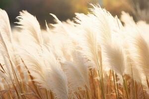 Abstract natural background of soft plants Cortaderia selloana. Pampas grass on a blurry bokeh, Dry reeds boho style. Fluffy stems of tall grass. photo