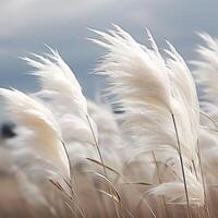 Abstract natural background of soft plants Cortaderia selloana. Pampas grass on a blurry bokeh, Dry reeds boho style. Fluffy stems of tall grass. photo