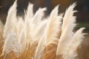 Abstract natural background of soft plants Cortaderia selloana. Pampas grass on a blurry bokeh, Dry reeds boho style. Fluffy stems of tall grass. photo