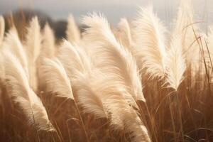 Abstract natural background of soft plants Cortaderia selloana. Pampas grass on a blurry bokeh, Dry reeds boho style. Fluffy stems of tall grass. photo