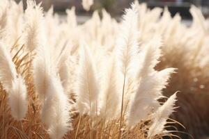 Abstract natural background of soft plants Cortaderia selloana. Pampas grass on a blurry bokeh, Dry reeds boho style. Fluffy stems of tall grass. photo
