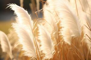 Abstract natural background of soft plants Cortaderia selloana. Pampas grass on a blurry bokeh, Dry reeds boho style. Fluffy stems of tall grass. photo