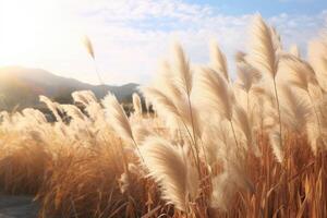 Abstract natural background of soft plants Cortaderia selloana. Pampas grass on a blurry bokeh, Dry reeds boho style. Fluffy stems of tall grass. photo