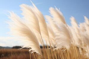Abstract natural background of soft plants Cortaderia selloana. Pampas grass on a blurry bokeh, Dry reeds boho style. Fluffy stems of tall grass. photo