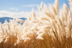 Abstract natural background of soft plants Cortaderia selloana. Pampas grass on a blurry bokeh, Dry reeds boho style. Fluffy stems of tall grass. photo