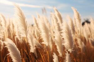 Abstract natural background of soft plants Cortaderia selloana. Pampas grass on a blurry bokeh, Dry reeds boho style. Fluffy stems of tall grass. photo