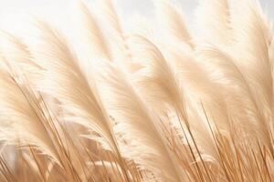 Abstract natural background of soft plants Cortaderia selloana. Pampas grass on a blurry bokeh, Dry reeds boho style. Fluffy stems of tall grass. photo