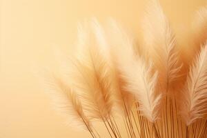 Abstract natural background of soft plants Cortaderia selloana. Pampas grass on a blurry bokeh, Dry reeds boho style. Fluffy stems of tall grass. photo