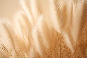 Abstract natural background of soft plants Cortaderia selloana. Pampas grass on a blurry bokeh, Dry reeds boho style. Fluffy stems of tall grass. photo