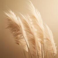 Abstract natural background of soft plants Cortaderia selloana. Pampas grass on a blurry bokeh, Dry reeds boho style. Fluffy stems of tall grass. photo
