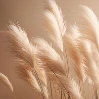 Abstract natural background of soft plants Cortaderia selloana. Pampas grass on a blurry bokeh, Dry reeds boho style. Fluffy stems of tall grass. photo