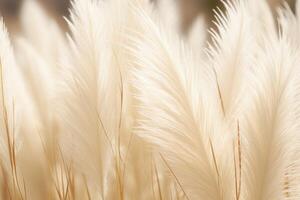 Abstract natural background of soft plants Cortaderia selloana. Pampas grass on a blurry bokeh, Dry reeds boho style. Fluffy stems of tall grass. photo