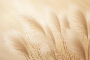 Abstract natural background of soft plants Cortaderia selloana. Pampas grass on a blurry bokeh, Dry reeds boho style. Fluffy stems of tall grass. photo