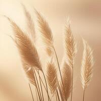 Abstract natural background of soft plants Cortaderia selloana. Pampas grass on a blurry bokeh, Dry reeds boho style. Fluffy stems of tall grass. photo