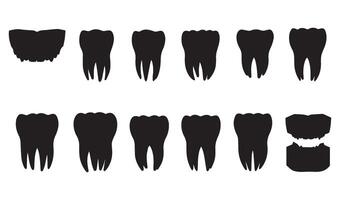 Anatomical Depictions of Teeth Captured Through Artistic Styles Highlighting Dental Shapes and Variations Ideal for Education and Creativity vector