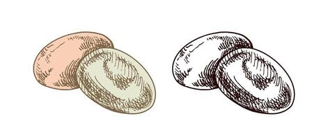 Hand-drawn colored and black sketch of quail eggs. Easter Holiday. Vintage element. vector