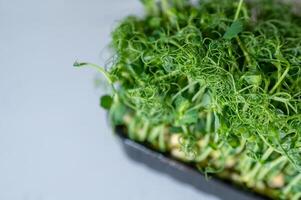 tray of pea microgreens in a black container photo