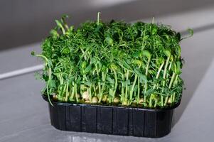 a tray of sprouts in a plastic container photo
