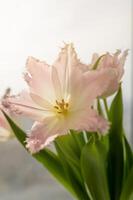 a close up of a pink tulip with a window in the background photo
