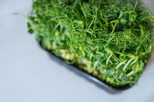 tray of pea microgreens sprouts in a black container photo