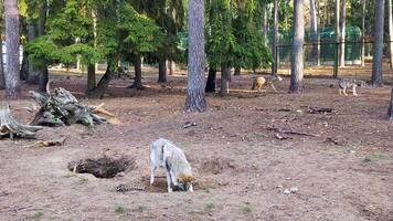 Wolves in a forest enclosure, one digging with a bone in its mouth, in a wildlife park or zoo environment video