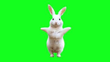 bezaubernd Weiß Hase Hase Tanzen und zeigen im ein spielerisch animiert Pose Ideal zum Kinder Inhalt Meme und kreativ Tier Szenen mit grüner Bildschirm Hintergrund video