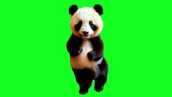 süß Tanzen Panda Bär Stehen aufrecht im ein spielerisch Pose perfekt zum Animation Meme Kinder Inhalt Natur Humor mit grüner Bildschirm Hintergrund video