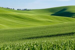 A green field with rolling hills and trees photo