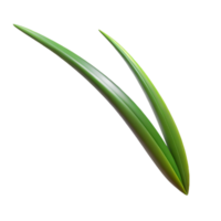 calm hypnotic Single blade of grass NO BACKGROUND with Transparent Background. flawless png
