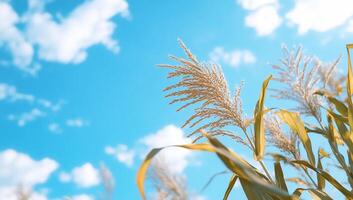 A field of tall grass with blue sky in the background photo