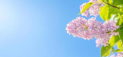 Lilac flowers on a tree branch against a blue sky photo