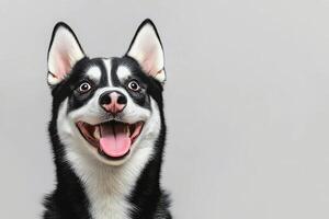 A happy black and white dog with a joyful expression against a gray background. photo
