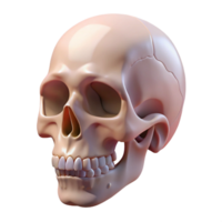 alluring acclaimed Skull, human, NO BACKGROUND with Transparent Background. png