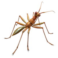 enchanting acclaimed A walking stick insect, NO BACKGROUND with Transparent Background. png