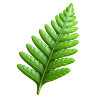 calm radiant Fern frond NO BACKGROUND with Transparent Background. precision png
