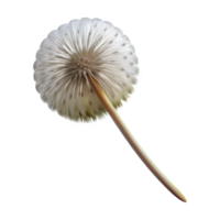 celebrated avant-garde Single dandelion seedhead NO BACKGROUND with Transparent Background. studio quality png