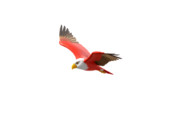 Red and White Eagle in Flight png