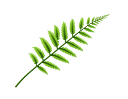 Detailed illustration of a vibrant green fern leaf with multiple leaflets png