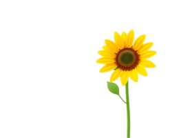 A vibrant yellow sunflower with a green stem and leaf, isolated on a transparent background. png