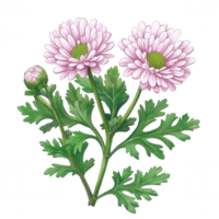 A beautiful illustration of pink daisies with lush green leaves on a white isolated background, perfect for floral designs and botanical themes. png