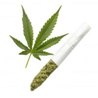 A cannabis joint alongside a vibrant green leaf, isolated on a white background, symbolizing the culture of cannabis use and its various applications in society. png