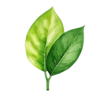 A detailed illustration of two green leaves showcasing different shades and textures, perfect for nature-themed designs, eco-friendly projects, and environmental awareness. png
