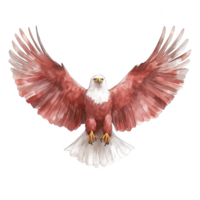 A majestic red-tailed hawk with its wings fully spread, showcasing its impressive feathers against a white isolated background. png