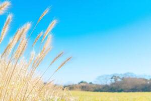 A field of tall grass with a blue sky in the background photo