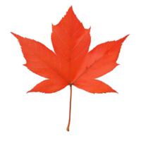 A vibrant red maple leaf showcasing its unique shape and texture against a white isolated background, perfect for use in nature-themed designs and autumn-related projects. png